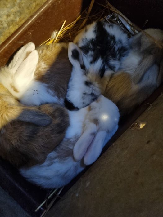 Kit coelhos anoes mini lop, mini holandeses e toys na minha criacao