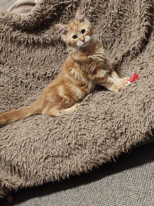 Kotka Maine Coon