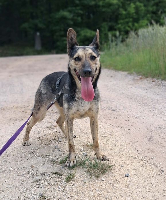 14 kg, 1 rok, przyjazna Kaja adopcja