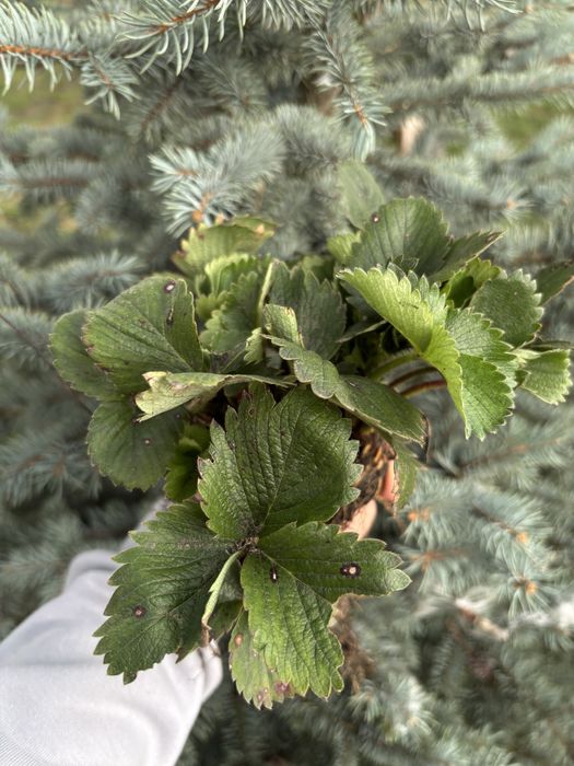 Саджанець полуниці альба,азія,клері