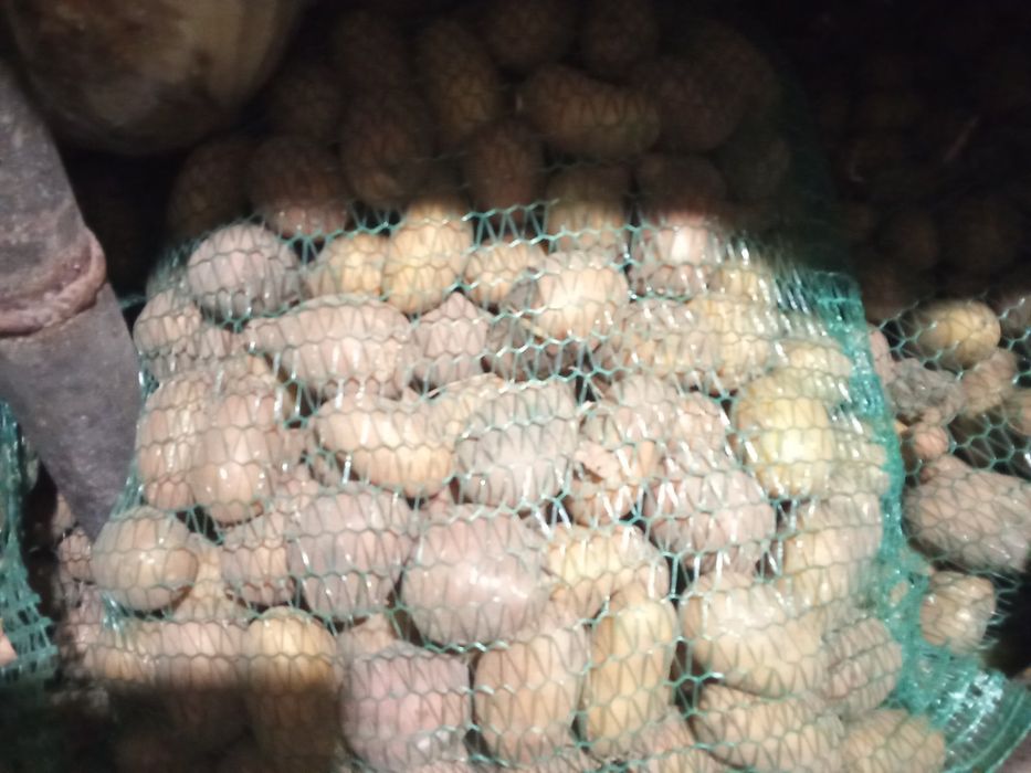Продам картошку мілку та посівну