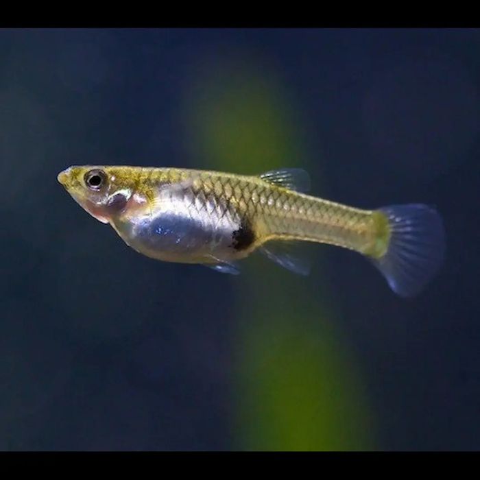 Guppies endler juvenis