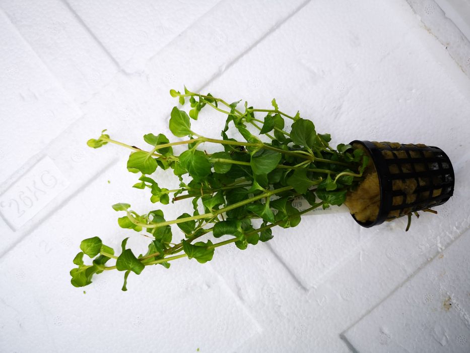 Rosliny koszyk premium sklep schangri.pl podwodny swiat kraków