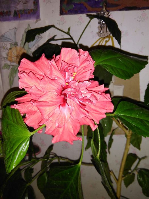 Гібіскус, гибискус