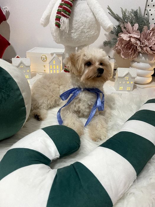 Помапу — Лише 2 дівчинки! Ідеальна можливість