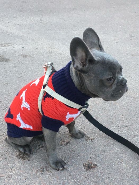 Одяг кофтина для собачки