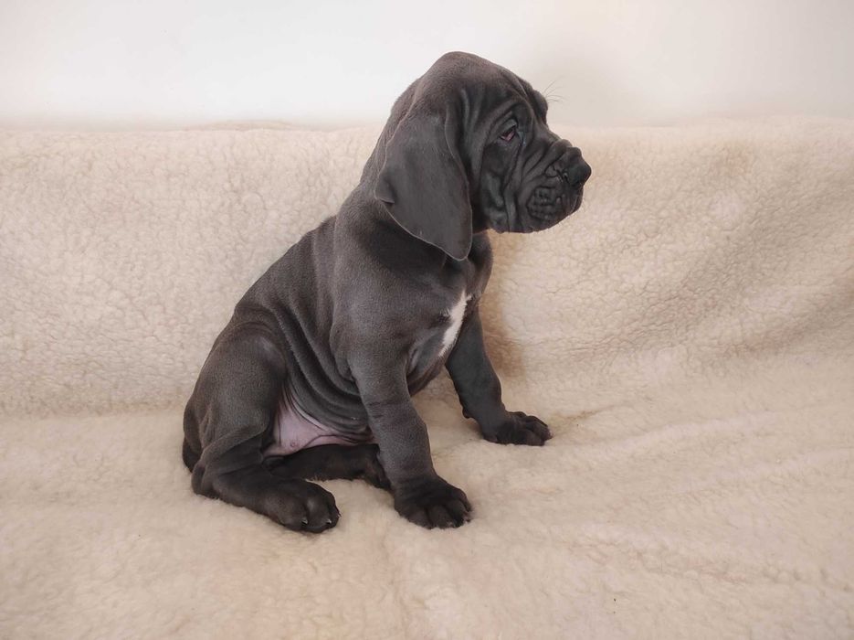 Dog niemiecki, błękitny  - gotowy do odbioru