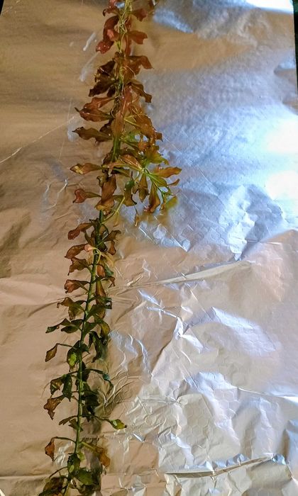 Ludwigia roślina do akwarium