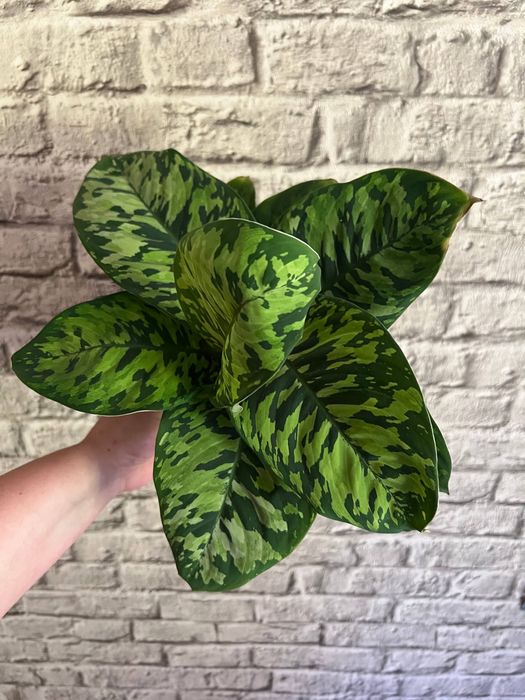 Хомаломена / Homalomena