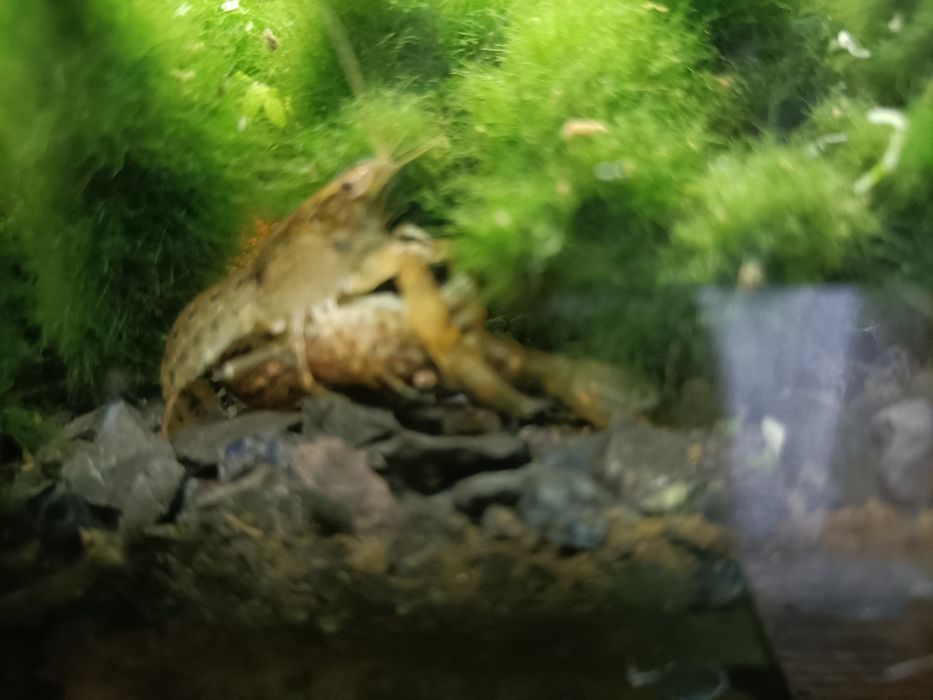 Raki miniaturowe Cambarellus Texanus