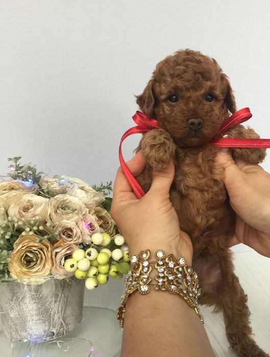 Ідеальний VIP Той-Пудель для вашого дому