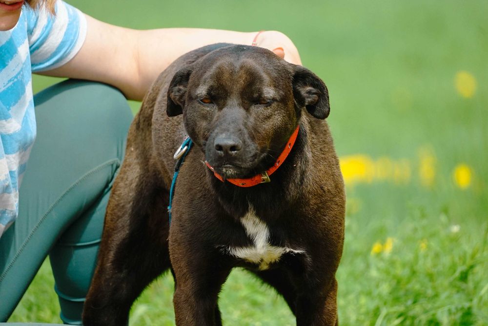 Toronto - niewielki piesek szuka domu
