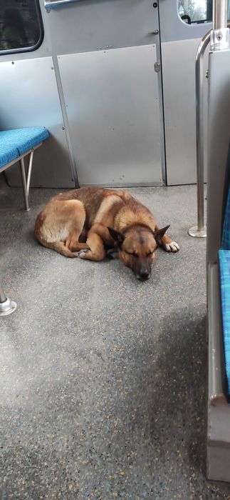 Вінниця - собака шукає господаря