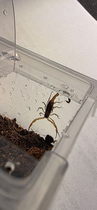 Skorpiony Centruroides bicolor L2 Wroclaw