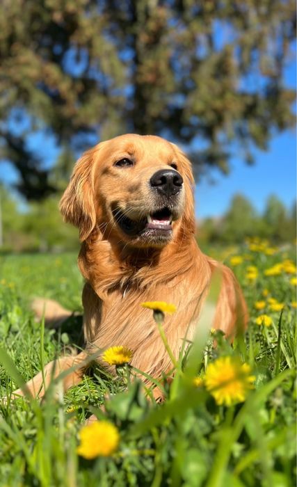 Золотистий ретривер,вʼязка