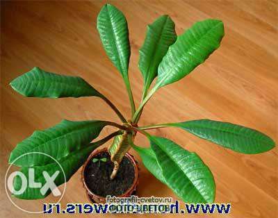 молочай беложилковый