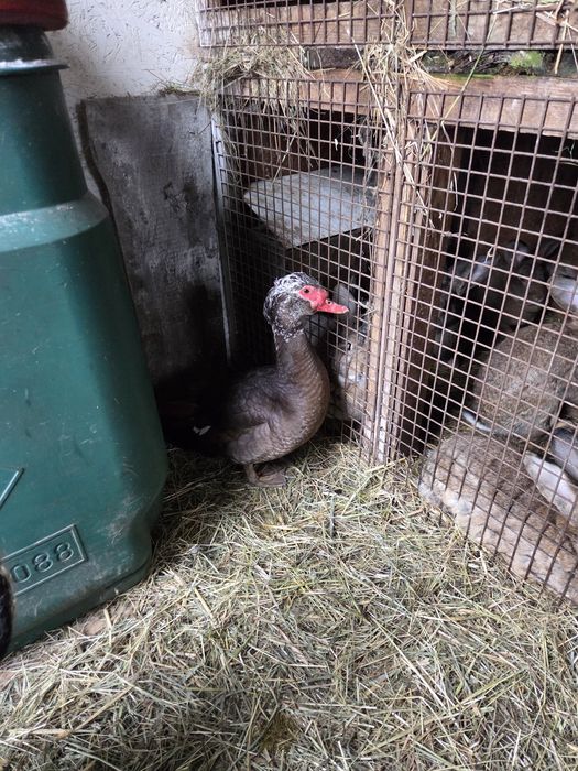 Sprzedam kaczora rocznego