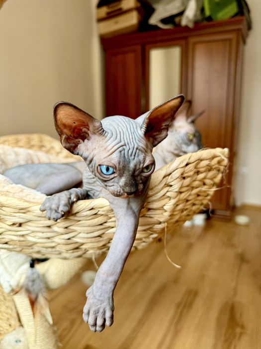 Kot sphynx kanadyjski