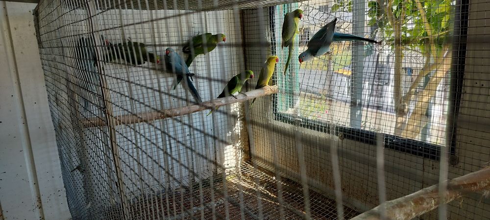 Aves para cedência