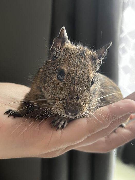 Oddam pilnie koszatnika !!