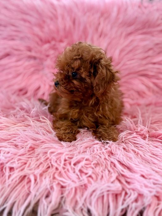 Pudel Toy " SUSHI" MINI MINI dziewczynka RED