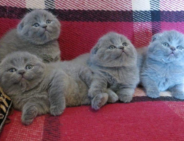 Шикарные вислоухие котята