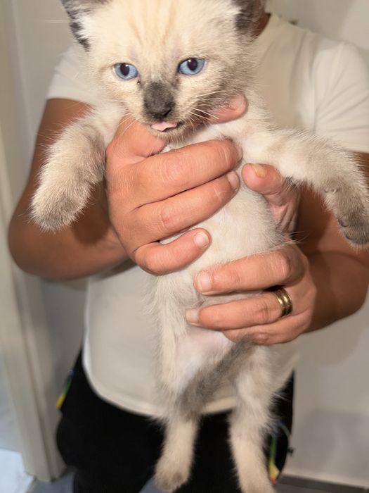 Gatos para adocão responsável