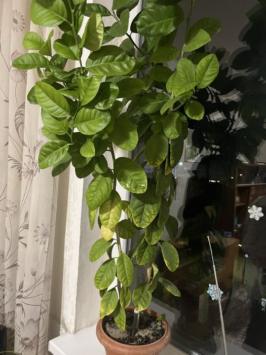 Продам квіти вазони