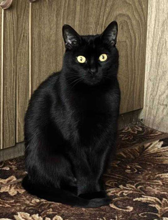 Бомбейська кішечка