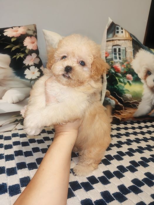 Mini suczka Maltipoo