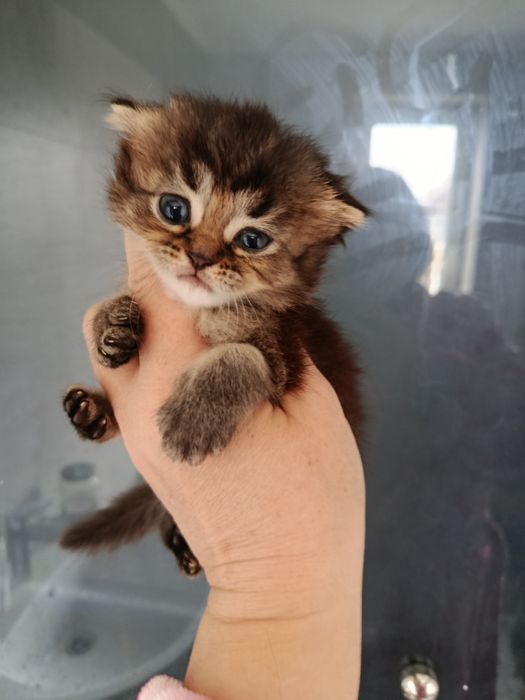 Дві дівчинки золоті