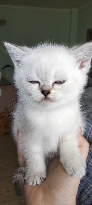 Шотландські кошенята. Відкрито бронювання