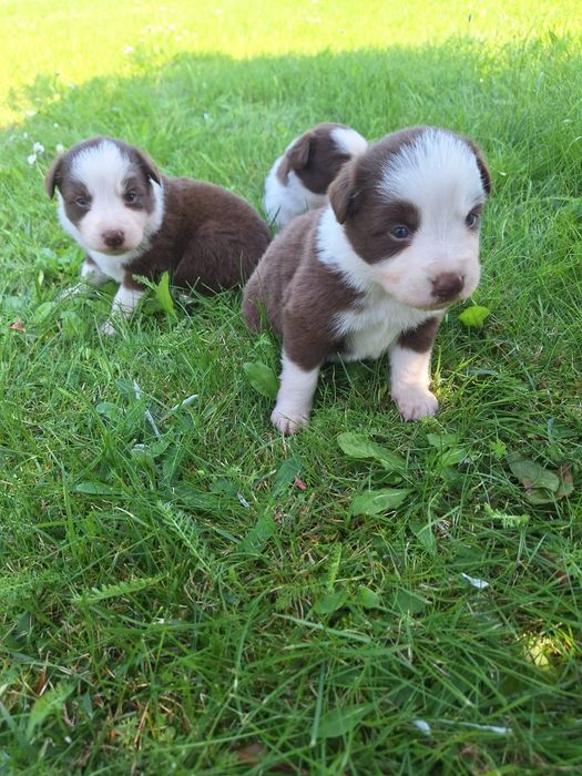 Border Collie  Śliczna Czekoladowo-Biała dziewczynka