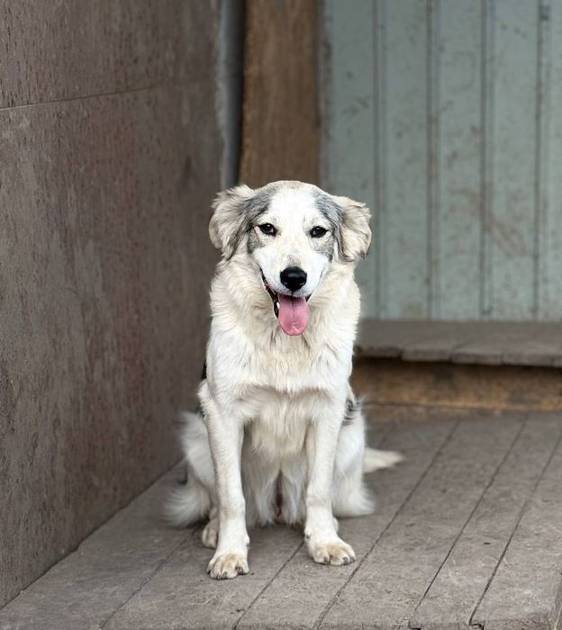 Отдам даром в добрые руки щенков метисы небольшой породы