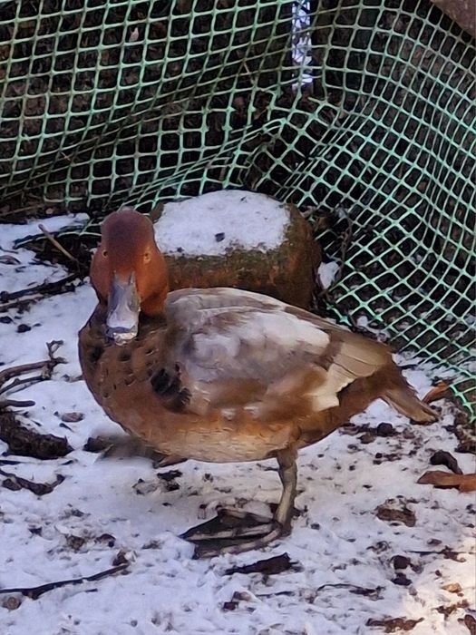 Kaczki głowienki sprzedam.