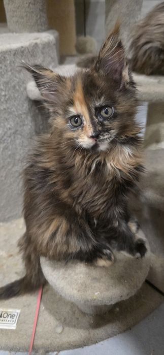 Kolorowa koteczka mainecoon ZAREZERWOWANA