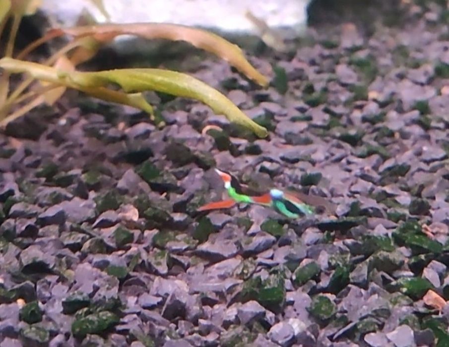 Peixes Guppies endler