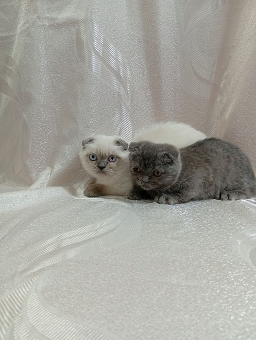 Шотландські висловухі