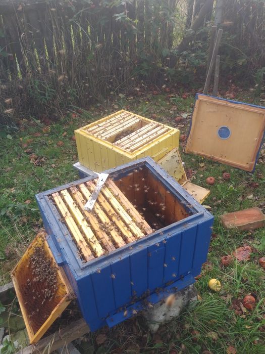 Pszczoły - Sprzedam Silne Rodziny