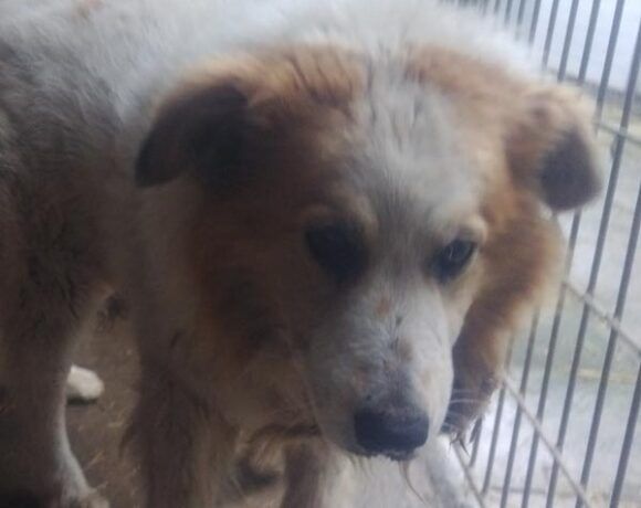 Piesek BARYTON ogląda się za domkiem!