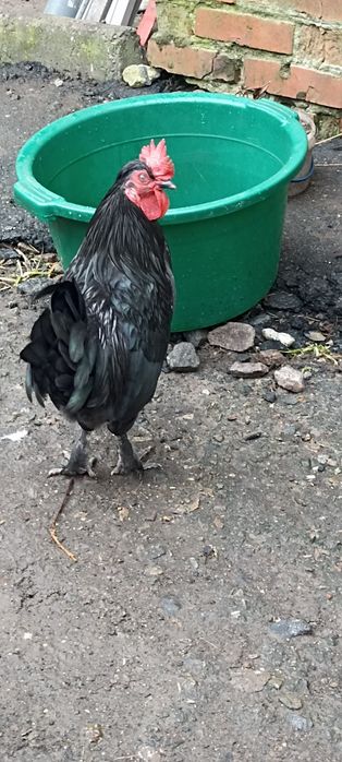 Продам молодих пухових курей