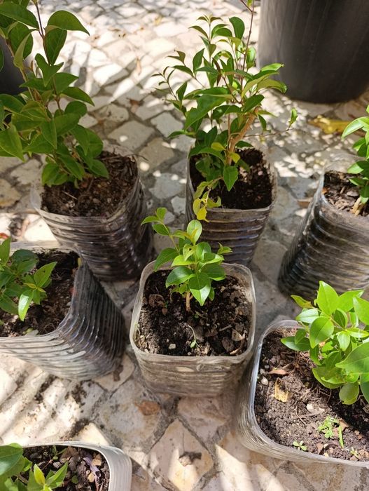 Vedação viva, lote 9  arbustos, Ligustrum japonicum, jovens e podados