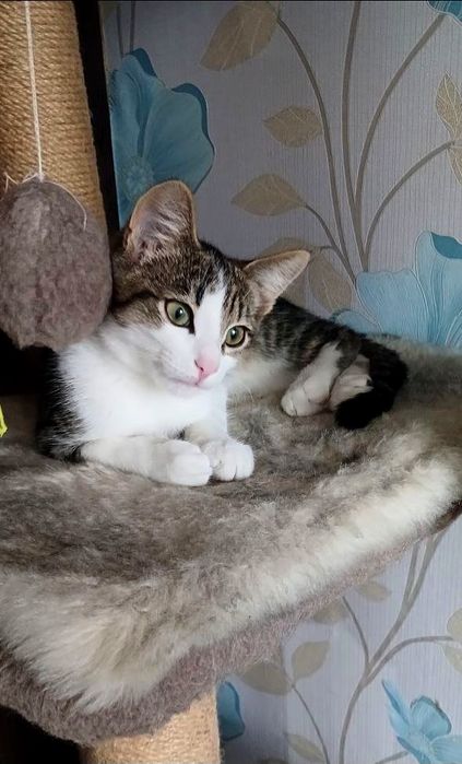 Маленький котёнок мальчик табби ищет дом! котята в хорошие руки!