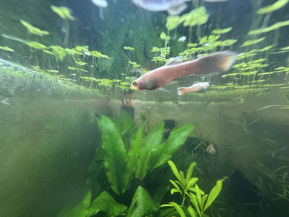Guppies Snow White