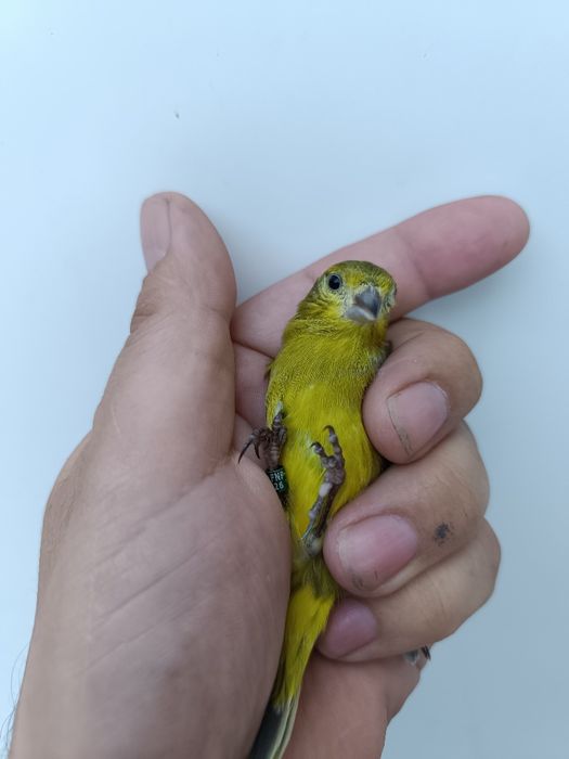 Híbrido de lugre