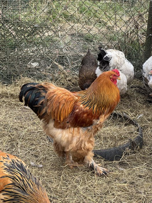 Півень та Курочки Брама