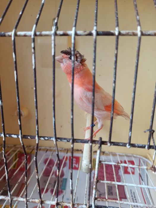 4 canários arlequim português