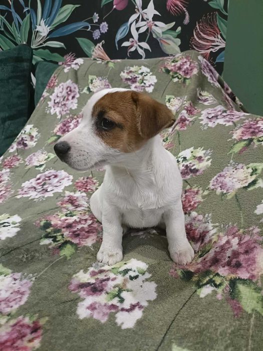 Wzorcowy Jack Russell terrier gładki piękna budowa i umaszczenie ojciec FCI
