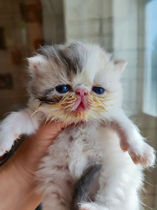 Питомник предлагает котят