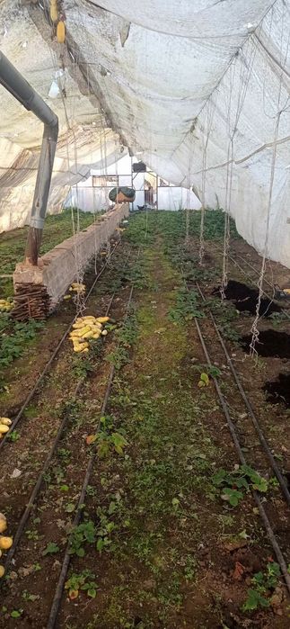 Продам  дві теплиці